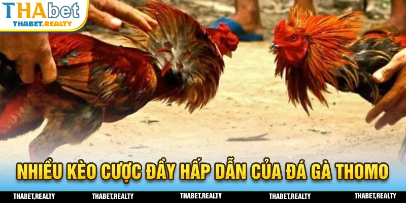 Đá gà thomo mang đến nhiều kèo cược đầy hấp dẫn